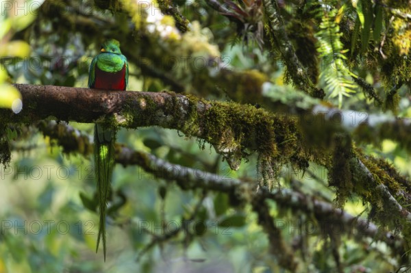 Quetzal (Pharomachrus mocinno), Trogons (Trogonidae), Central Mountain Range, San Jose Province, Costa Rica, Central America