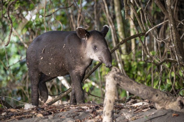 Baird's tapir (Tapirus bairdii), juvenile, looking into the camera, in the rainforest, Corcovado National Park, Osa, Puntarena Province, Costa Rica, Central America