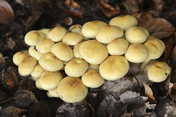 Sulphur tuft (Hypholoma fasciculare), North Rhine-Westphalia, Germany, Europe