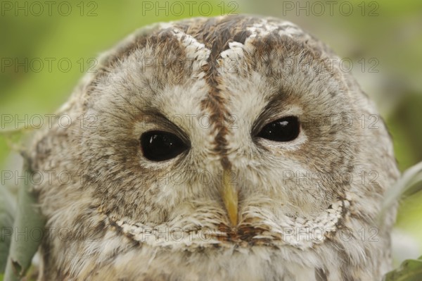 Tawny owl (Strix aluco), portrait, North Rhine-Westphalia, Germany, Europe