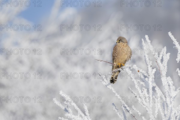Kestrel (Falco tinnunculus), female, Schlitters, Tyrol, Austria, Europe