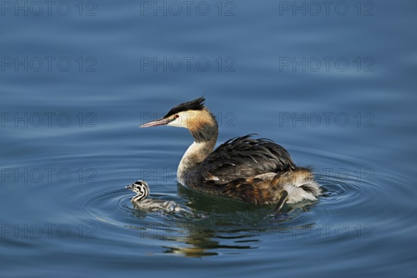 Great crested grebe (Podiceps scalloped ribbonfish), with chicks swimming in the water, Lake Zug, Kanon Zug, Switzerland, Europe