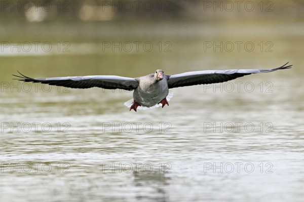 Greylag goose (Anser anser), approaching the water, Flachsee, Canton Aargau, Switzerland, Europe
