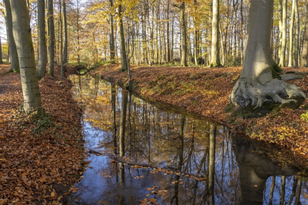 Autumn by a stream in the forest near Havixbeck, Münsterland, North Rhine-Westphalia, Germany, Europe