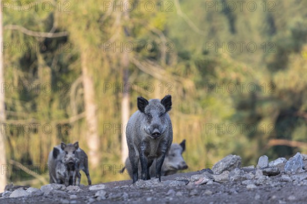 Four adult wild boar or wild pig (Sus scrofa) walking over an opening with a green forest in the background