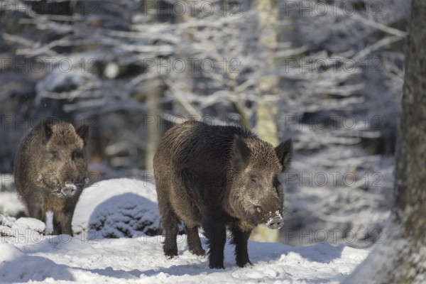 Wild boar or wild pig (Sus scrofa), walking through snow covered forest