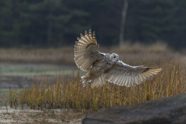 One Siberian Eagle Owl (Bubo bubo sibiricus) flying over tall reed grass lakeshore on an autumnal misty cold morning