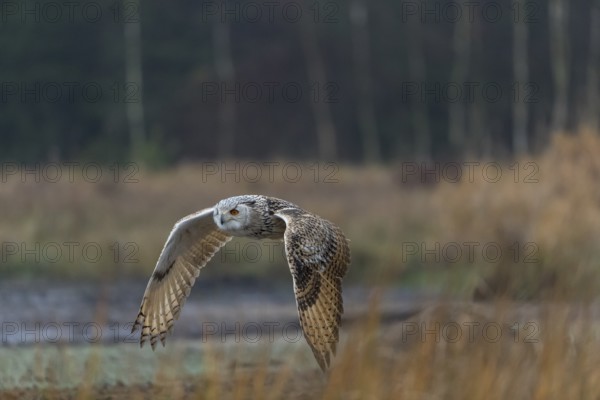 One Siberian Eagle Owl (Bubo bubo sibiricus) flying over tall reed grass lakeshore on an autumnal misty cold morning