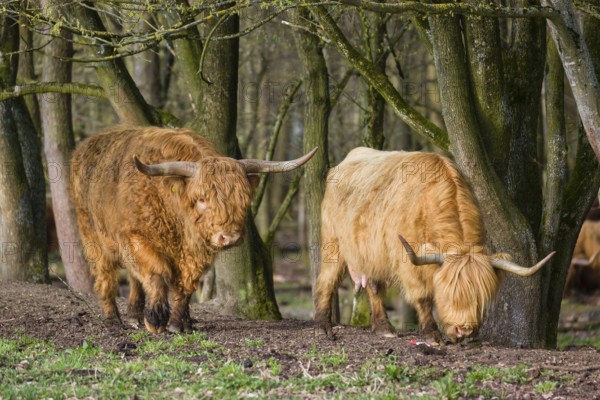 One Highland bull and a cow (Bos (primigenius) taurus) stand at a forest edge