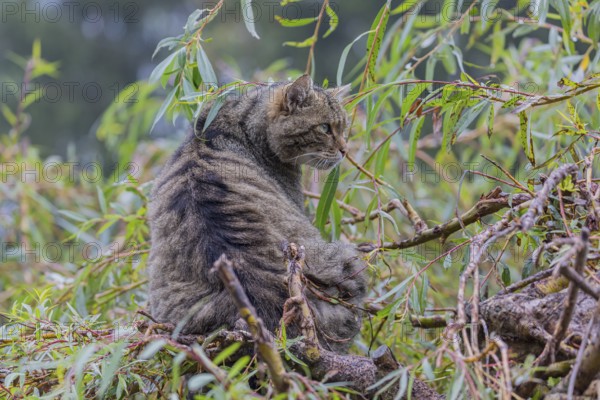 One European wildcat, Felis silvestris silvestris, resting in a green weeping willow tree. Green leaves all around