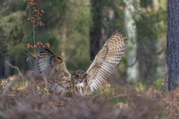 One Eurasian Eagle Owl, Bubo bubo, landing between ferns on the ground on a forest floor, catching prey