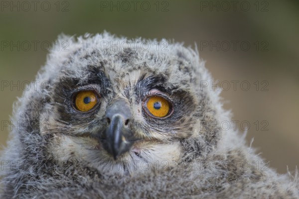 Portrait of an juvenile Eurasian Eagle Owl, Bubo bubo. Green vegetation in the background