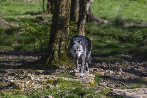 One Timberwolf, Canis lupus lycaon, walking over green grass in an opening of a forest Trees and green grass in the background