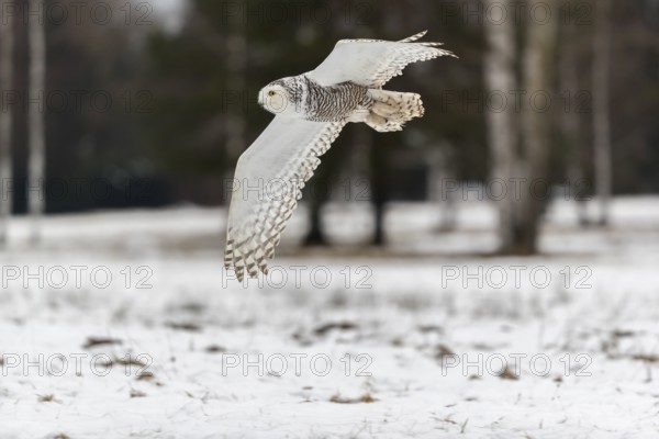 One snowy owl, Bubo scandiacus, Bubo scandiaca, Nyctea scandiaca flying over a snowy meadow with a forest of birch trees in the background