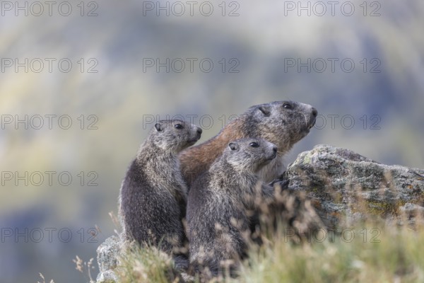 One adult Alpine Marmot, Marmota marmota, and two young marmots sitting on a rock. Mountains in the distant background. Side view. Grossglockner high alpine road, Hohe Tauern National Park