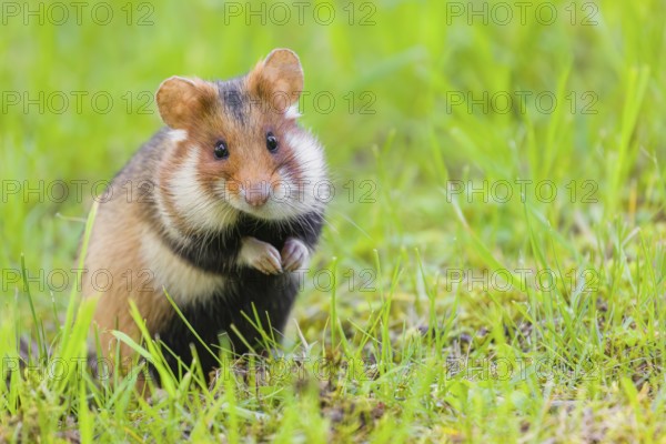 A European hamster (Cricetus cricetus), Eurasian hamster, black-bellied hamster or common hamster, standing tall in high grass, watching his surrounding for enemies and other hamsters