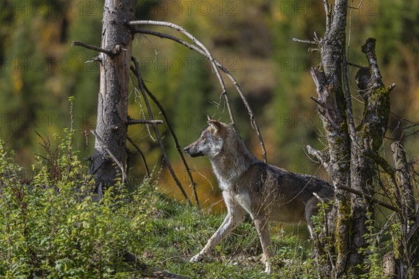 One eurasian gray wolf (Canis lupus lupus) standing on a small hill between logs and rocks with a colourful fall foliage in the background