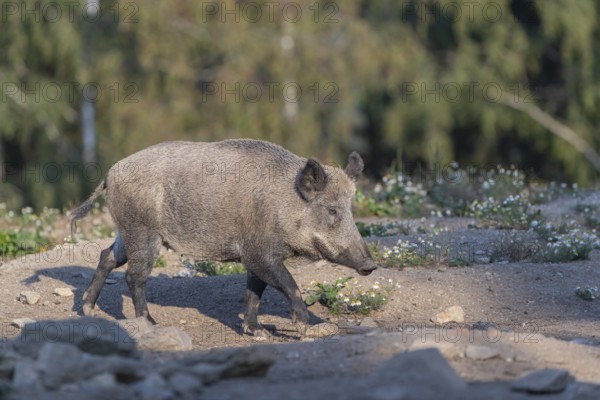 One adult wild boar or wild pig (Sus scrofa) walking over an opening with a green forest in the background
