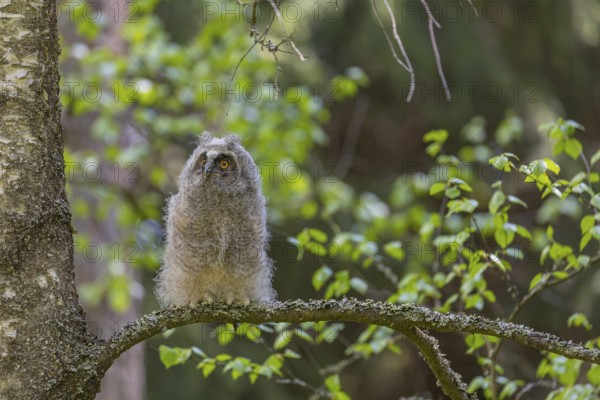 One young long-eared owl (Asio otus), sitting on a branch of a tree. Green vegetation in the background