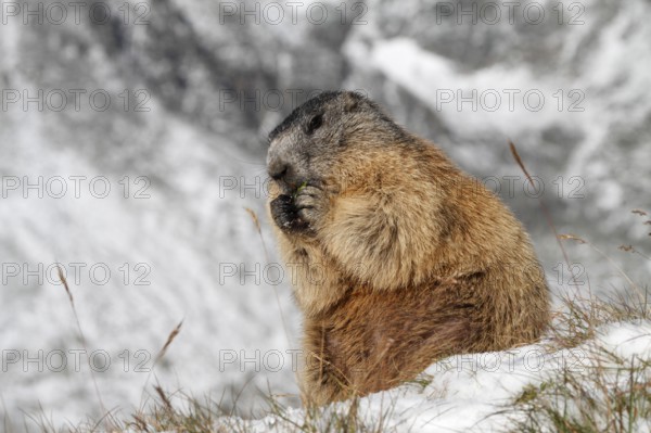 One adult Alpine Marmot, Marmota marmota, resting on a rock feeding on something. A snowy mountain in the distant background
