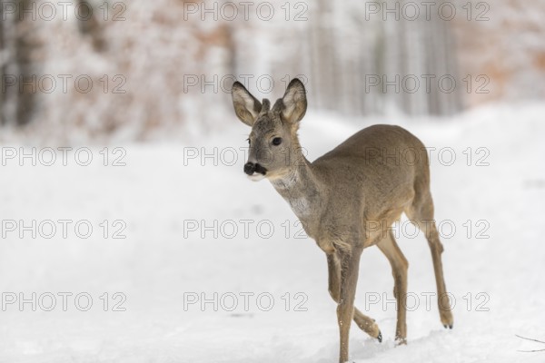 One young male Roe Deer, Roe buck (Capreolus capreolus), walking through a forest in deep snow. Trees in the background
