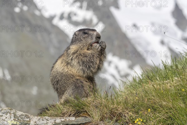 One adult Alpine Marmot, Marmota marmota, sitting on a rock, feeding on a carrot. Mountains in the distant background. Grossglockner high alpine road, Austria, Europe