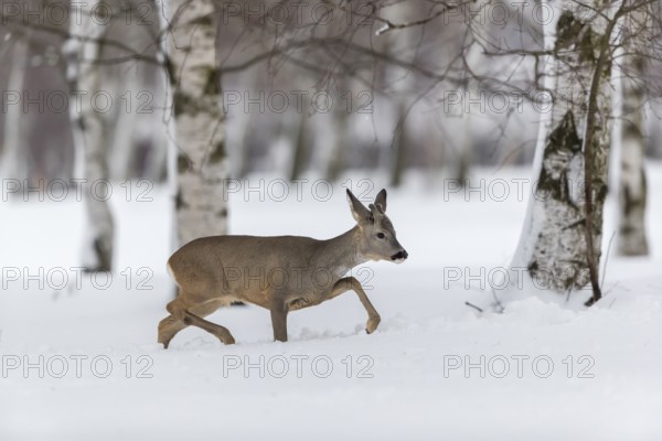 One young male Roe Deer, Roe buck (Capreolus capreolus), walking through deep snow. Trees in the background