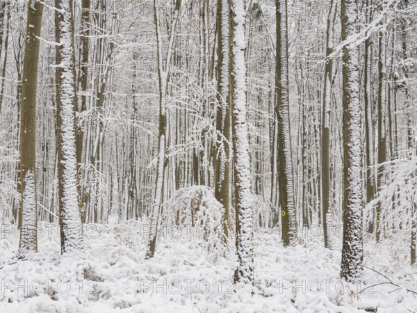 Beech woodland (Fagus sylvatica), trees and undergrowth covered in hoarfrost and snow in winter, Escheberger Wald, North Hesse, Germany, Europe