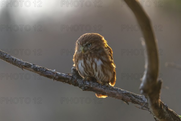 One East Brazilian pygmy owl (Glaucidium minutissimum), also known as least pygmy-owl or Sick's pygmy-owl, sitting on a small twig of a tree. Back light condition in last evening light