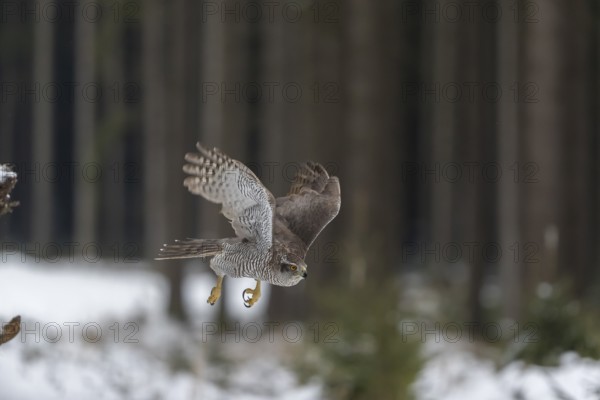 Northern goshawk, Accipiter gentilis, flying through a forest in winter and lands on a dead branch of a tree