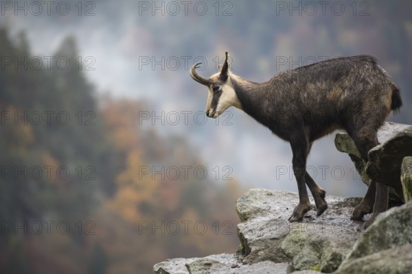 One chamois standing on rocks, autumnal colors of a forest in the distant background
