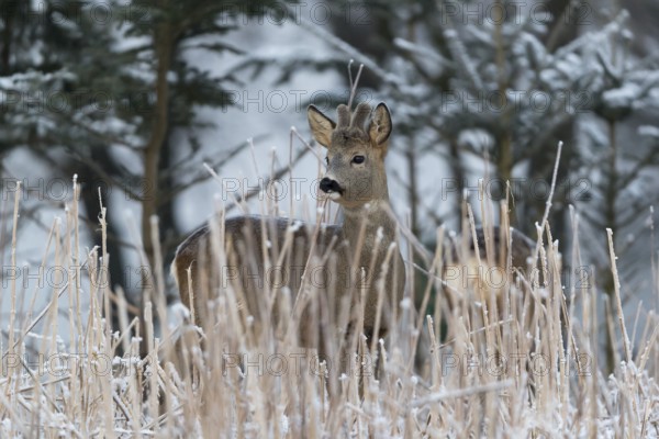 Roe deer between fir trees with hoar frost on the ground at minus 15 °C