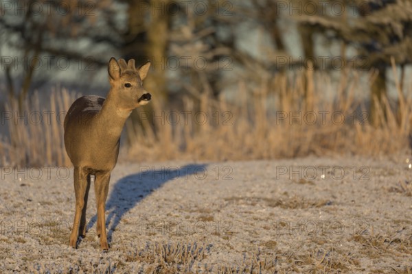 Roe deer on hoar frosted meadow at minus 15 °C at sunrise. Trees and dead stinging nettle in background