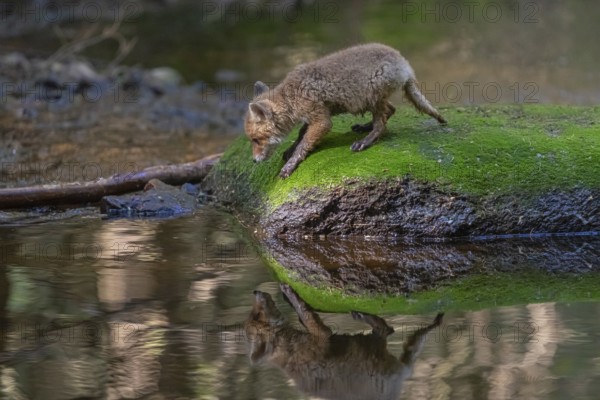 One young red fox, Vulpes vulpes, walking over a mossy rock in a shallow forest creek in late light. Searching for food