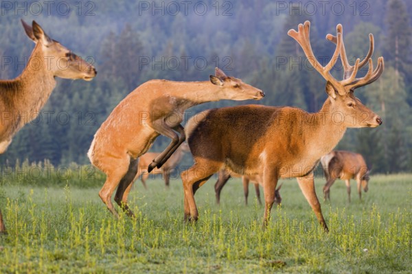 An Altai maral hind, Altai wapiti or Altai elk (Cervus canadensis sibiricus) rides up on a stag and shows dominance behavior