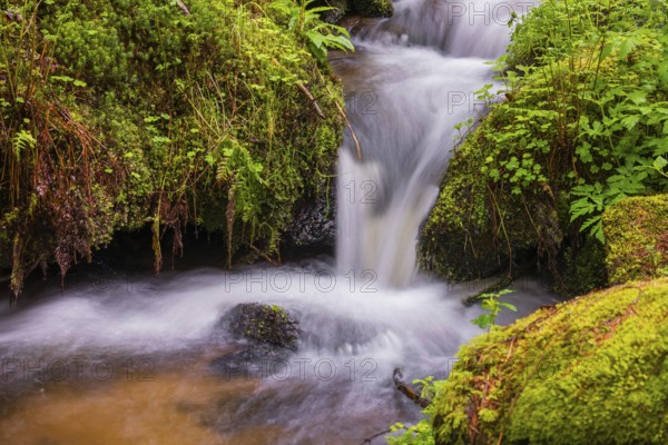 Little creek in the Bavarian Forest Nationalpark. Flowing water, little cascades, mossy stones and fresh green vegetation