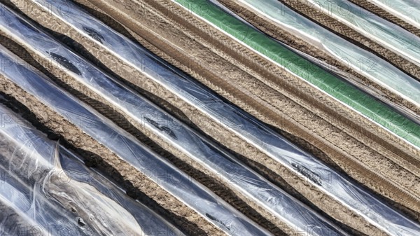 Asparagus field covered with foil, Beelitz, 26/03/2024