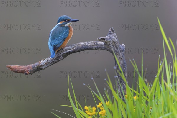 Common kingfisher (Alcedo atthis) Indicator for clean watercourses, juvenile bird, habitat, flying gem, Middle Elbe River Landscape, Middle Elbe Biosphere Reserve, Saxony-Anhalt, Germany, Europe