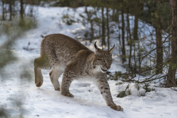 One young male Eurasian lynx, (Lynx lynx), walking over a snow covered forest ground in early morning light