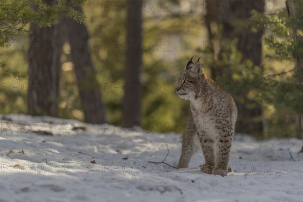 One young male Eurasian lynx, (Lynx lynx), walking over a snow covered forest ground in early morning light