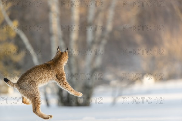 One young male Eurasian lynx, (Lynx lynx), running over a snow covered meadow with a forest in the background in early morning light