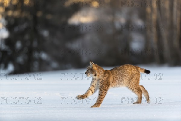 One young male Eurasian lynx, (Lynx lynx), running over a snow covered meadow with a forest in the background in early morning light
