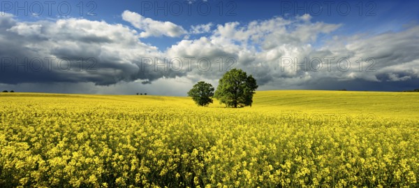 Solitary oaks in a flowering rape field, approaching thunderstorm, Saxony-Anhalt, Germany, Europe