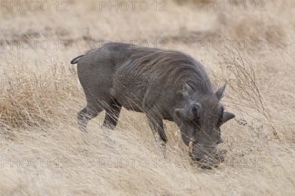 Southern warthog (Phacochoerus africanus sundevallii), adult male foraging in tall dry grass, savanna, Kruger National Park, South Africa, Africa