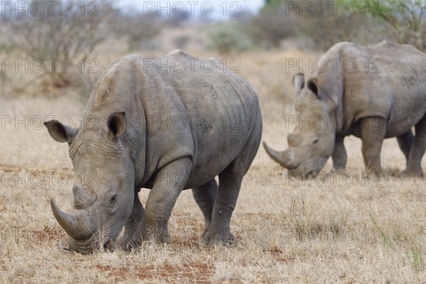 Southern white rhinoceros (Ceratotherium simum simum) with birds, two adult males feeding on dry grass, savanna, Kruger National Park, South Africa, Africa
