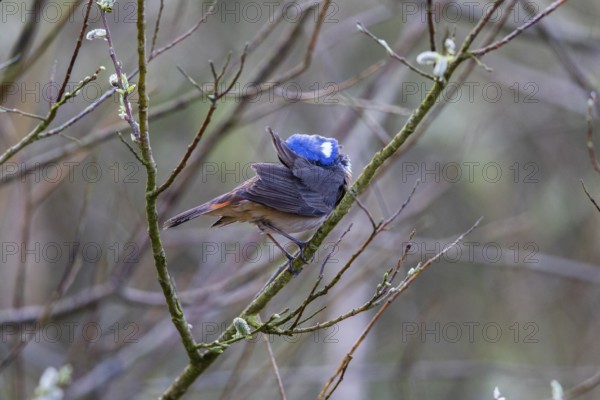Bluethroat (Luscinia svecica cyanecula), adult male, preening itself in its breeding territory, Hesse, Germany, Europe