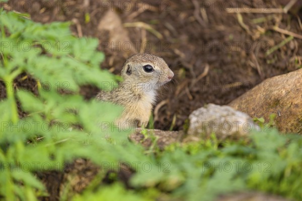 A young European ground squirrel (Spermophilus citellus) or European souslik stands tall on rocky terrain