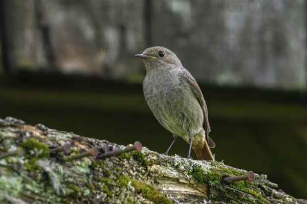 Black redstart (Phoenicurus ochruros gibraltariensis) female, first calendar year male perched on weathered wooden beam of barn, shed in spring