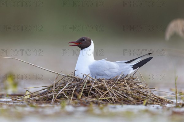 Black-headed gull (Larus ridibundus), breeding at the nest, Hides de El Taray / Floating Hid, Villafranca de los Caballeros, Castilla La Mancha / Toledo, Spain, Europe