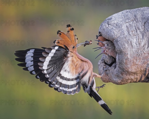Hoopoe (Upupa epops) Bird of the Year 2022, male with beetle larva as food for the young birds, breeding den, hungry young birds, begging for food, searching for food, erected cap, flying, ground-near biosphere reserve Middle Elbe, Saxony-Anhalt, Germany, Europe